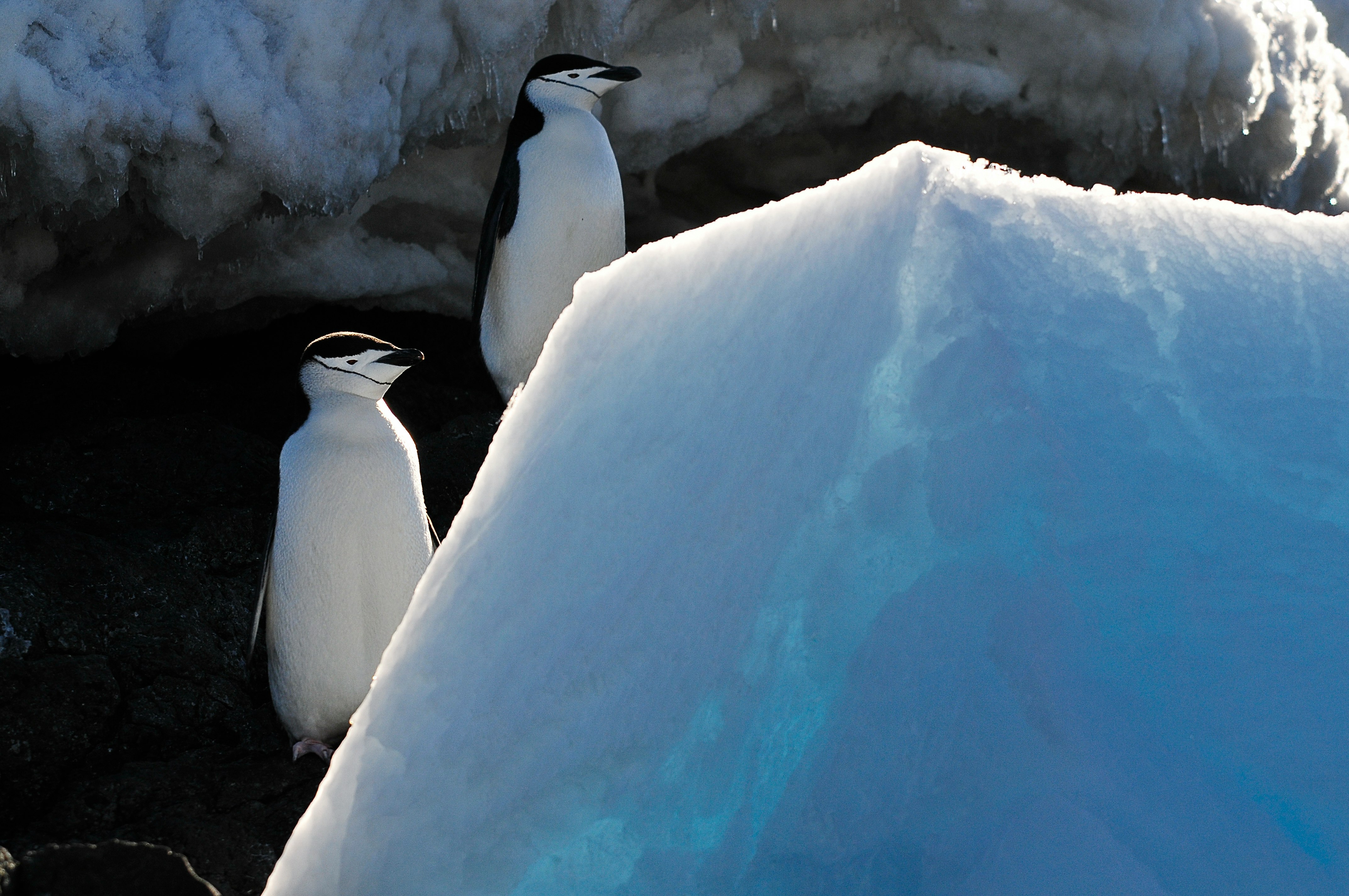 white and black penguin on snow covered ground during daytime